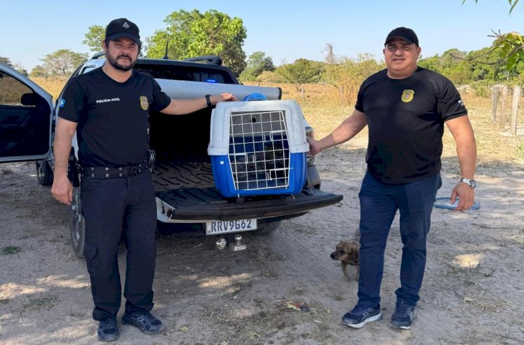 Polícia Civil resgata filhote de onça-pintada em propriedade rural de Barra do Garças