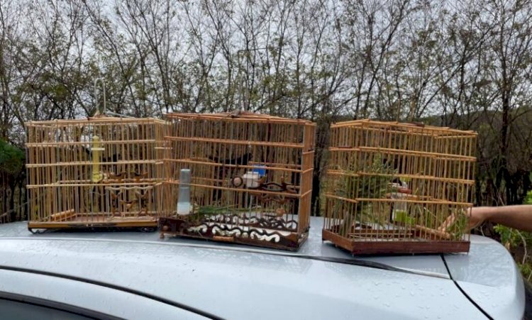 Polícia Civil prende dois homens por captura ilegal de pássaros silvestres na região do Araguaia