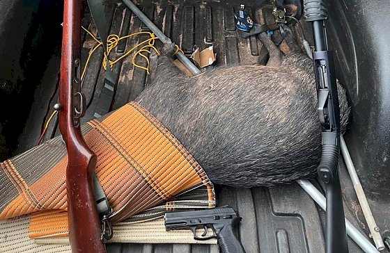 Três homens são presos em distrito de Barra do Garças por caça ilegal de porco-do-mato