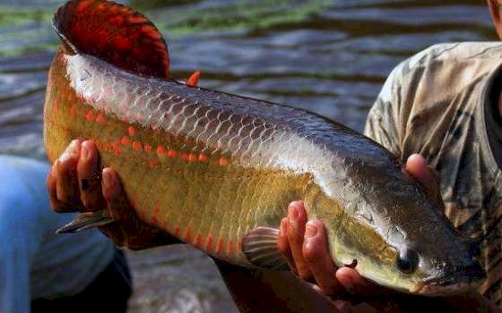 Ibama declara pirarucu espécie invasora e libera abate do peixe fora da Bacia Amazônica
