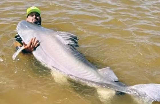 Peixe de 1,8m pescado no Rio Araguaia não pode ser consumido e deve ser devolvido à água, diz guia