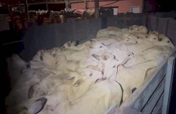 Trio é preso suspeito de furto de gado na zona rural de Barra do Garças