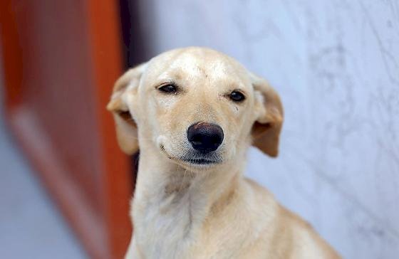 Lei define regras para a guarda compartilhada de pets