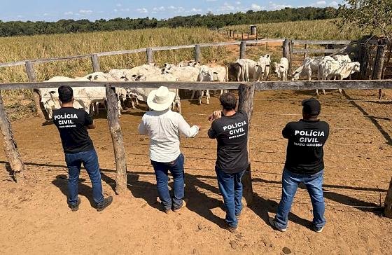 Polícia Civil recupera 33 cabeças de gado furtadas de propriedade rural em Cocalinho